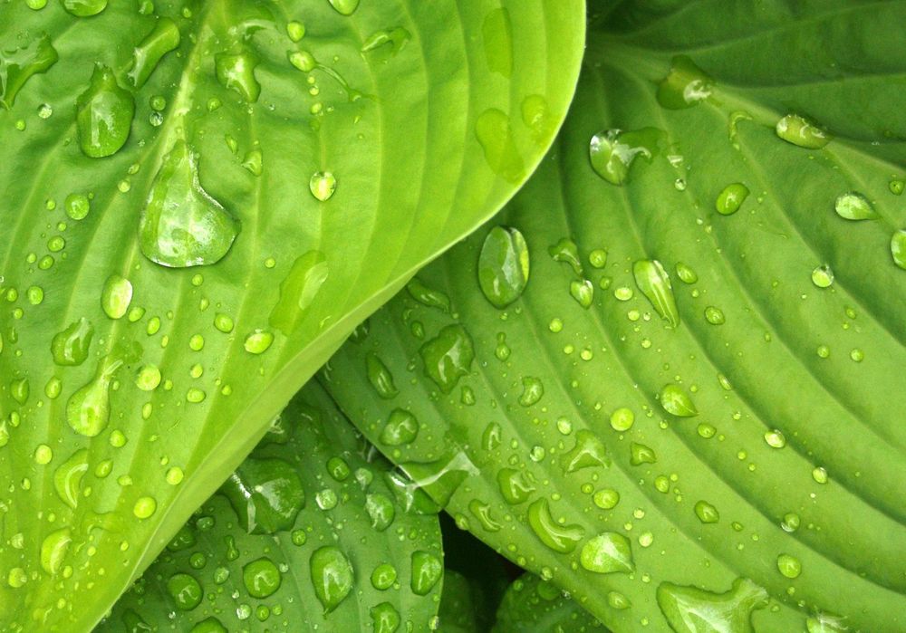 Foglie verdi con gocce d'acqua sulla superficie