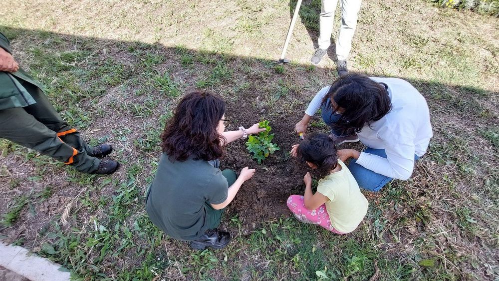 Quattro persone, due adulti e due bambini, piantano un piccolo albero in un'area erbosa.